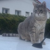 Moustache