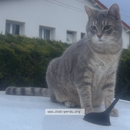 Photo 1/1 Chat retrouvé Perdu à Lempdes