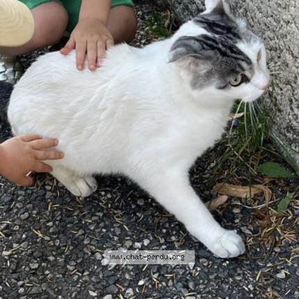 Photo 1/1 patapouf Chat perdu à Caluire