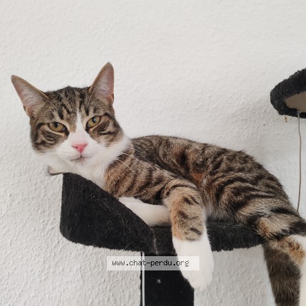 Photo de chat perdu à Lambersart