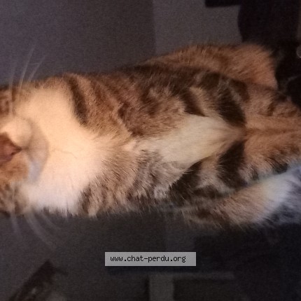 Photo 1/1 Marxie Chat perdu à Dudelange