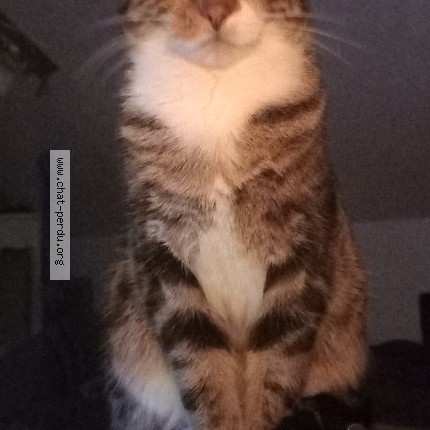 Photo 1/1 Marxie Chat perdu à Dudelange