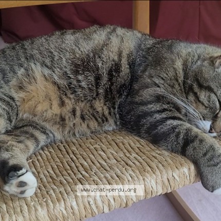 Photo 1/1 Chat retrouvé Perdu à Salouel