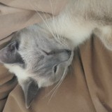 Nya