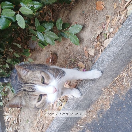 Photo 1/1 Chat trouvé Trouvé à Montpellier