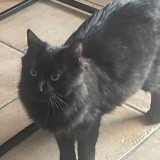 mr jack
