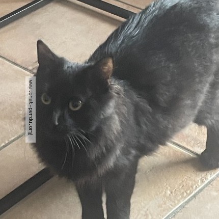 Photo 1/1 Chat retrouvé Perdu à 18100 Vierzon