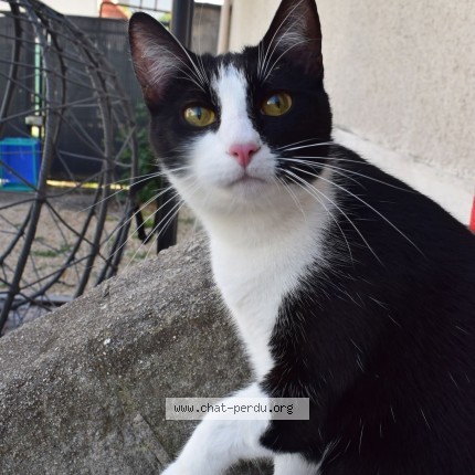 Photo de chat perdu à Groslay