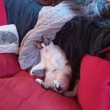 Barnab&eacute;