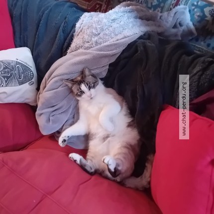 Photo 1/1 Chat retrouvé Perdu à Brest