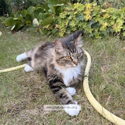 Photo de chat trouvé à Dunkerque