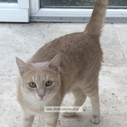 Photo 1/1 Prokofiev Chat perdu à Sciez