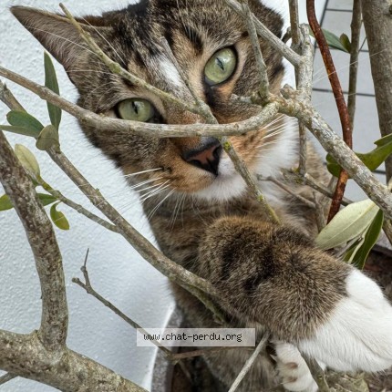 Photo 1/1 Yaïko Chat perdu à Neufchatel En Bray