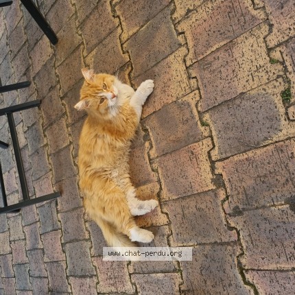 Photo 1/1 Chat trouvé Trouvé à Conflans Ste Honorine