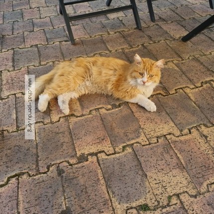 Photo 1/1 Chat trouvé Trouvé à Conflans Ste Honorine