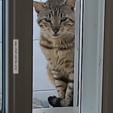 Photo 1/1 Chat trouvé Trouvé à Saint Yaguen