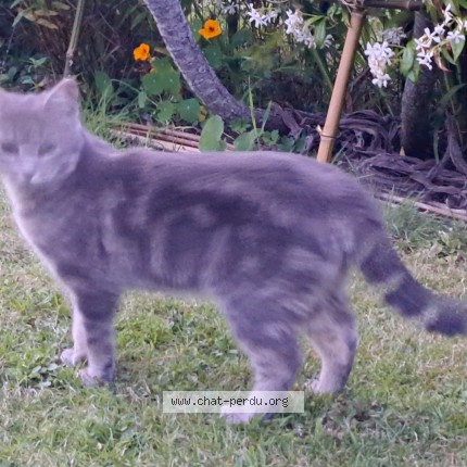 Photo 1/1 Chat trouvé Trouvé à Plougastel Daoulas