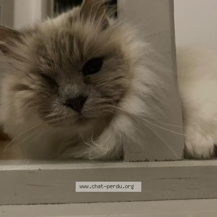 Photo de chat perdu à Premesques