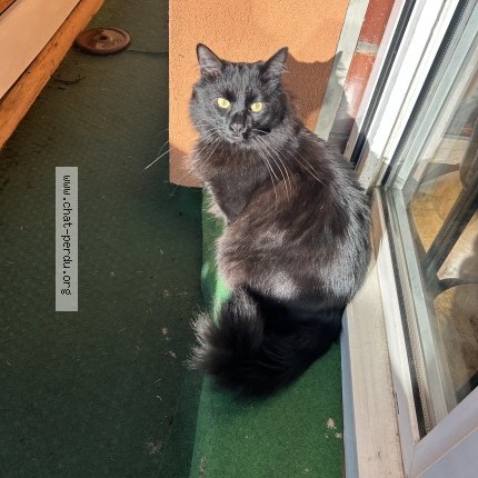 Photo 1/1 senzu Chat perdu à Colomiers