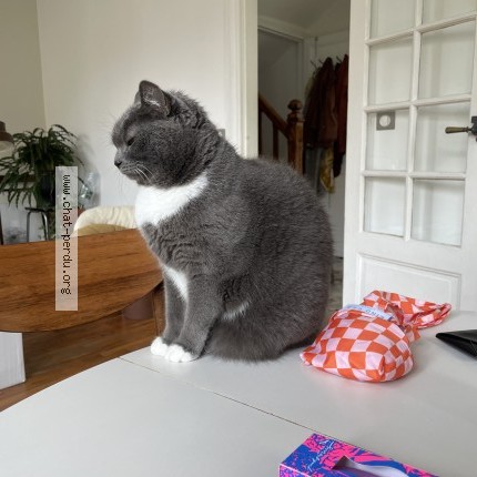 Photo 1/1 Grizzli Chat perdu à Bois Colombes