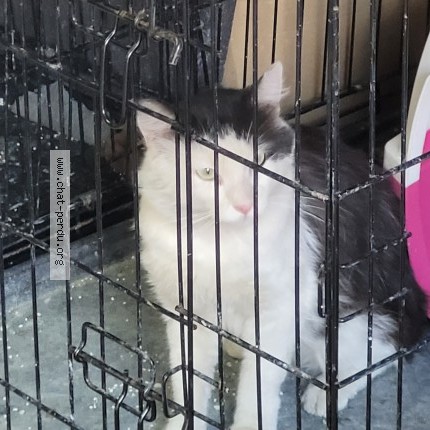 Photo de chat trouvé à Marseille 14