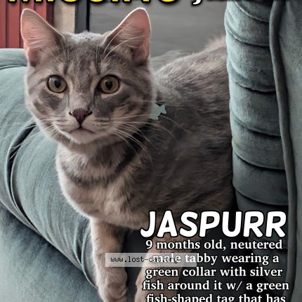 Photo 1/1 Jaspurr Chat perdu à Chilliwack