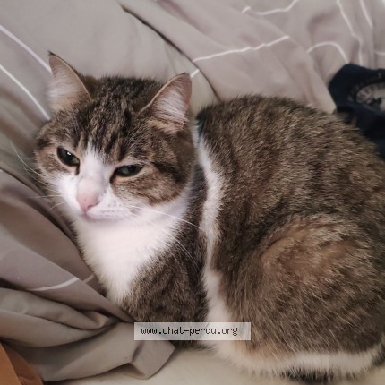 Photo 1/1 Vroum Chat perdu à Chateauroux