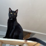 Zazou