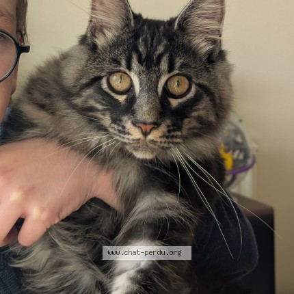 Photo de chat perdu à Nantes