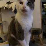 minou