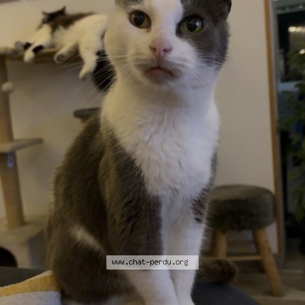 Photo 1/2 minou Chat perdu à La Chaussee Tirancourt