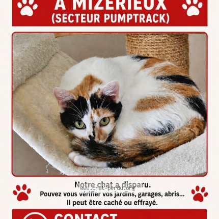 Photo 1/1 LUNA Chat perdu à Mizerieux