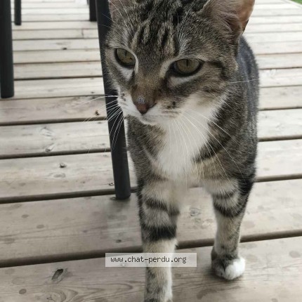 Photo 1/1 Chat retrouvé Perdu à Soumoulou