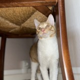 tigrou