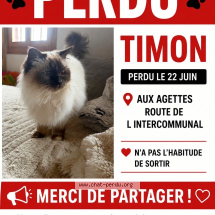 Photo 1/1 Chat retrouvé Perdu à Les Agettes