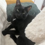 balti