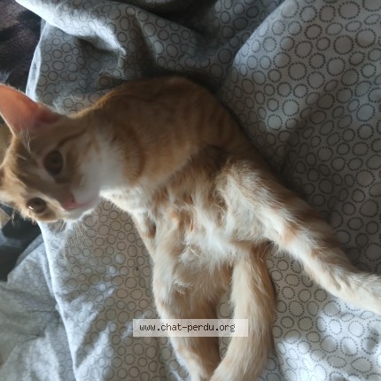 Photo de chat perdu à Rennes