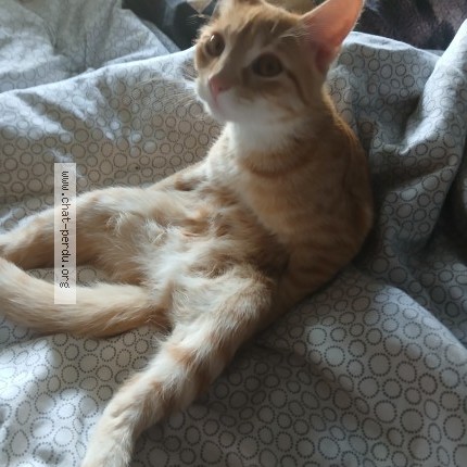 Photo 1/1 perle Chat perdu à Rennes
