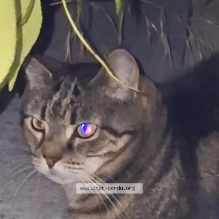 Photo de chat trouvé à Tournefeuille
