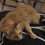 minette