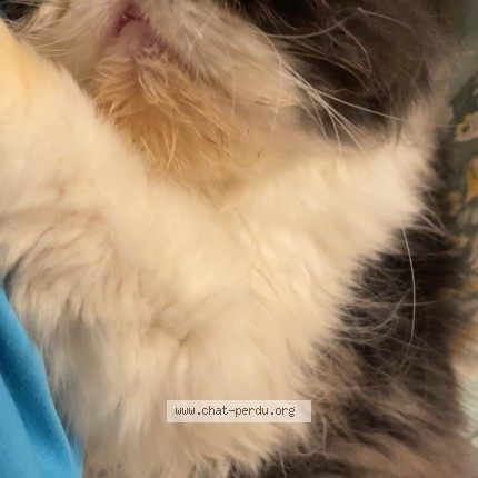 Photo de chat perdu à Marseille