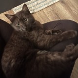 Mokka