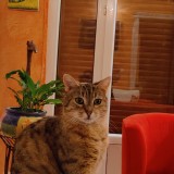 Minette