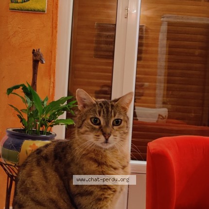 Photo 1/1 Minette Chat perdu à Les Clayes Sous Bois