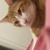 simba