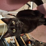 Sirius