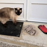 Nala