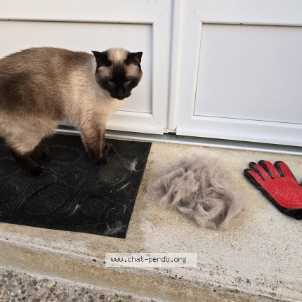 Photo 1/1 Nala Chat perdu à La Ferte Sous Jouarre