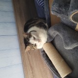 Whisky