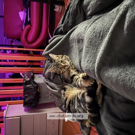 Photo de chat perdu à Roubaix